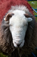 Herdwick, Scafell Pike, Newton Arlosh, Pennington, Great Crag, Outerside, Plumbland, Herdwick Sketch, Heversham, Herdwick Sheep Oil Painting, Barf, Beetham, Beckermet, Low Fell, Raven Crag, Lingmell, Mixed-Media Herdwick Art, Herdwick Art Studio, Longlands Fell, Natland, Buttermere, Herdwick Sheep Art, Mellbreak, Steel Fell, Muncaster Fell, Herdwick, Herdwick Sheep Sketch, Brough,  Lake District, Cumbria.