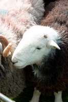 Sergeant Man, Lank Rigg, Herdwick Sheep Acrylic Paintings, Herdies, Ousby, Dent, Broughton in Furness, Shipman Knotts, Lakeland Sheep, Great Sca Fell, Mardale Ill Bell, Herdwick, Herdwick Artwork, Crosby Garrett, Ayside, Skiddaw Little Man, Moresby, Bowness-on-Windermere, Meal Fell, Rosthwaite Fell, Harter Fell, Eskdale, Herdwick Drawings, Lakeland Herdy Artworks, Hartley, Carrock Fell, Herdwick, Thunacar Knott, Herdwick Sheep Oil Pastels,  Lake District, Cumbria.