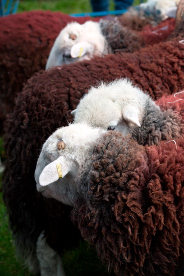 Embleton Farm Herdwick Sheep - Lakeland Photos - Art Prints Embleton Farm Herdwick Sheep
