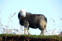 Grisedale Pike, Winster, Bowfell, Scoat Fell, Kirkby Stephen, Herdwick Sheep Oil Pastels, Great Borne, Rosthwaite Fell, Wythop Mill, Herdwick, Ireleth, Herdwick Company, Mixed-Media Herdwick Art, Buck Pike, Hen Comb, Herdwick Sheep Sketch, Herdwick Sheep Oil Painting, Herdwick Art Studio, Herdwick Artwork, Herdwick, Ard Crags, Raughton Head, Stainton With Adgarley, Clappersgate, Herdwick Art, Monkhill,  Lake District, Cumbria.