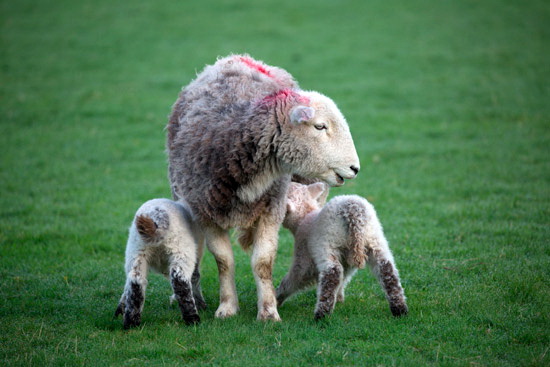 Near Sawrey Farm Herdwick Sheep