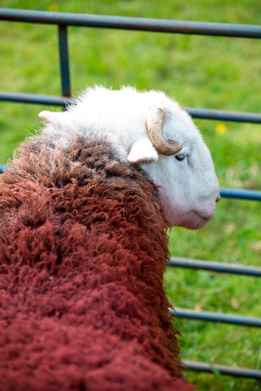 Santon Bridge Field Herdwick