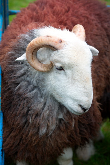 Seathwaite Fell Lakeland Sheep