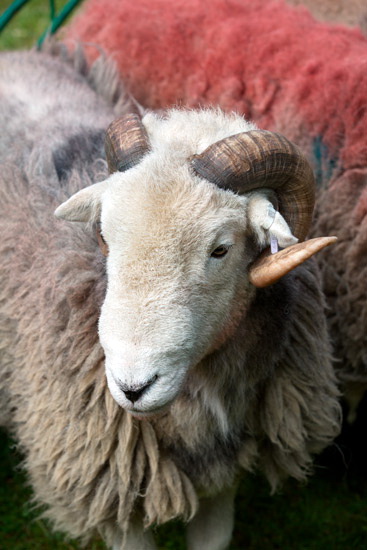 Brigsteer Field Herdwick