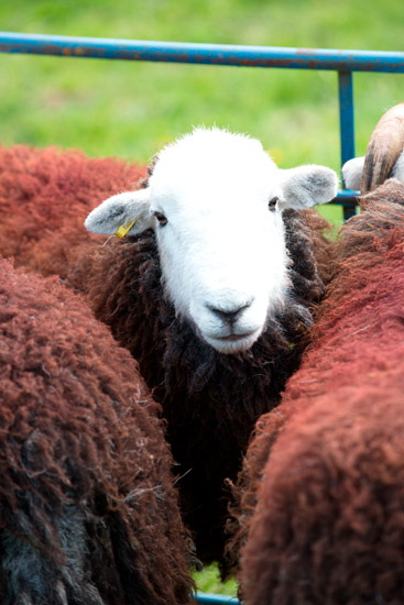 Holker Farm Lake district Sheep - Lakeland Photos - Art Prints Holker Farm Lake district Sheep