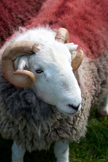 Great Broughton Valley Herdwick