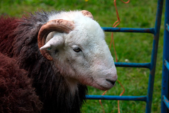 Egremont Herdwick Sheep