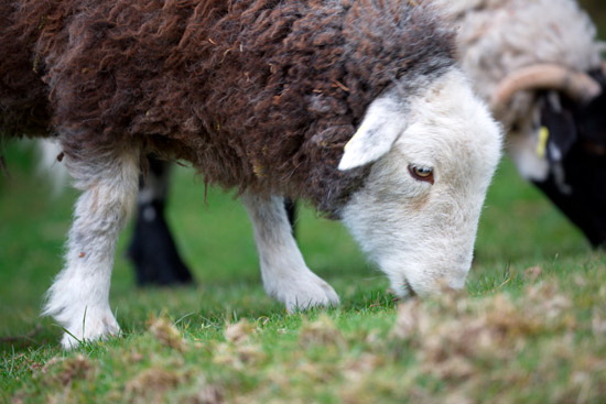 Scar Crags Field Lakeland Sheep - Lakeland Photos - Art Prints Scar Crags Field Lakeland Sheep