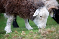 Herdwick Sheep Art, Banks, Red Pike (Wasdale), Tarn Crag (Easedale), Fellbarrow, Herdies, Bowscale, Herdwick Sheep Oil Painting, Morland, Herdwick Sheep, Lonscale Fell, Herdwick Drawings, Grayrigg Forest, Seatoller, Brae Fell, Gilsland, Herdwick Sketches, Latrigg, Brim Fell, Sergeant Man, Esk Pike, Herdwick, Uldale, Sour Howes, Cumwhitton, Lowick, Plumbland, Herdwick Sheep Prints,  Lake District, Cumbria.