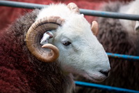 Herdwick Sheep, Cartmel, High Tove, Hard Knott, Gibson Knott, Herdwick, Skiddaw Little Man, Coniston, Durdar, Herdies, Stanah, Rottington, Barrow, Cockermouth, Lakeland Herdy Artworks, Herdwick Sheep Oil Painting, Near Sawrey, Steel Knotts, Herdwick Sheep Oil Painting, Beaumont, Herdwick Artwork, Lingmell, Arnison Crag, Westnewton, Herdwick Sheep Sketch, Kirkoswald, Bowscale Fell, Troutbeck (Windermere),  Lake District, Cumbria.