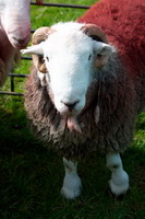 Broughton, Herdwick Sheep, Herdwick Artwork, Herdwick Sheep Oil Painting, Beetham, Hawkshead, Herdies, Great Cockup, Brougham, Ard Crags, Middle Dodd, Grange (Keswick), Red Pike (Wasdale), Nab Scar, Colthouse, Herdwick Sheep Oil Painting, Knock, Herdy Sketch, Loadpot Hill, Little Hart Crag, Herdy Sheep Artist, Herdwick Sheep Sketch, Black Combe, Bridekirk,  Lake District, Cumbria.