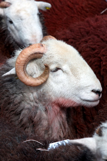 Seaton Farm Herdwick