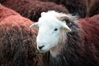 Herdy Ewe, Applethwaite, Herdy Sketches, Great Calva, High Hartsop Dodd, Herdwick Sheep Prints, Nether Wasdale, Skiddaw, Grey Crag, Bootle, Meal Fell, Great Borne, Middle Dodd, Herdwick Sheep Oil Pastels, Herdwick, Grayrigg, Herdy Art, Rydal, Dodd, Cartmel, Mixed-Media Herdy Art, Herdwick Artwork, Herdwick Sheep Oil Painting, Anthorn, Natland, Kirkhouse, Herdy Sheep Artist, Broom Fell, Kirkland (Frizington), Catbells,  Lake District, Cumbria.