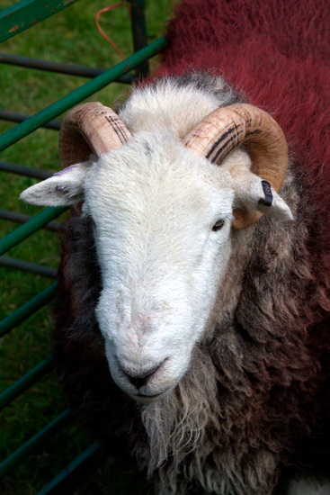 Catstycam Herdwick - Lakeland Photos - Art Prints Catstycam Herdwick
