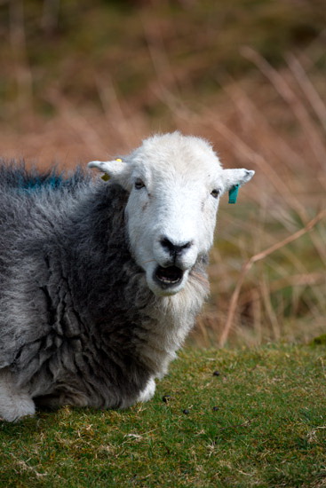 Stybarrow Dodd Valley Lake district Sheep - Lakeland Photos - Art Prints Stybarrow Dodd Valley Lake district Sheep