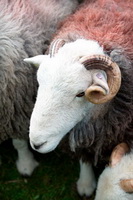 Aglionby, Sebergham, Lakeland Sheep, Hayton (Aspatria), Herdwick Sheep Oil Painting, Herdwick Sheep Sketch, Herdwick Sheep, Banks, Pike of Blisco, Angletarn Pikes, Plumbland, Blackford, Tarn Crag (Far Eastern Fells), Ulpha, Burneside, Robinson, Herdwick Drawings, Grange Fell, Brown Pike, Steeple, Herdwick Company, Herdwick, Burnbanks, Arnison Crag, Herdwick Ewe, Bassenthwaite, Seaton, Loft Crag, Rottington,  Lake District, Cumbria.