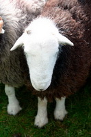 Drigg, Herdwick Sheep Oil Painting, Herdy Sketches, Herdy Sketch, Backbarrow, Nab Scar, Coniston, Herdwick Drawings, Newlands (Keswick), Dockray, Low Fell, Red Screes, Pike of Stickle, Herdy, Herdwick Sheep Oil Pastels, Herdwick, Newton Reigny, Gowbarrow Fell, Knock, Broom Fell, Thornthwaite, Latrigg, Kirkbampton, Herdy Wall Art, Lingmell, Clifton, Glenridding Dodd,  Lake District, Cumbria.