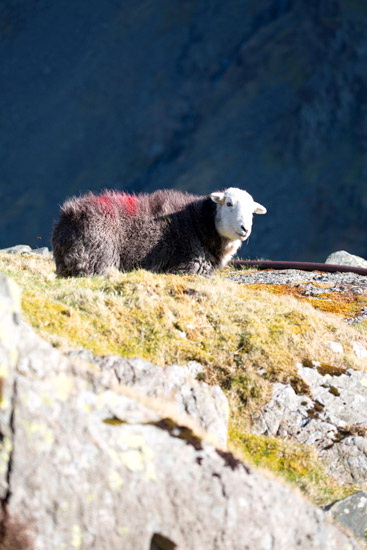 Gosforth Farm Herdwick Sheep