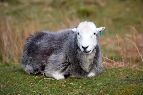 Little Hart Crag Field Herdwick
