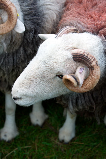 Ulpha Field Herdwick