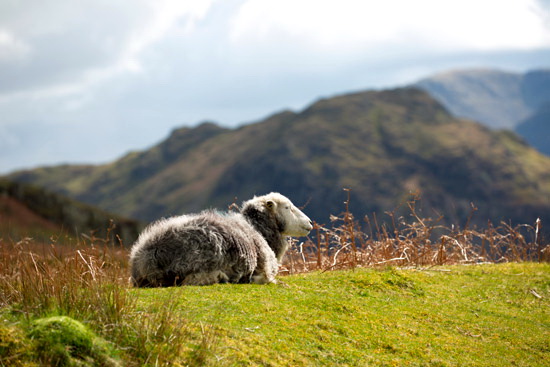 Orton Field Herdwick