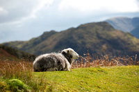 Herdwick Sheep Sketch, Mardale Ill Bell, Base Brown, Crag Fell, Appleby-in-Westmorland, Glenridding, High Stile, Haycock, Herdwick Company, Herdwick Sketch, Lakeland Sheep, Allonby, Middle Fell, Wetheral, Herdwick Art, Herdwick Sheep Art, Beaumont, Newlands (Keswick), Whin Rigg, Sebergham, Ard Crags, Mixed-Media Herdwick Art, Tebay, Walla Crag, Herdwick Sheep Oil Pastels, Great Dodd,  Lake District, Cumbria.