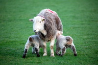 High Raise, Staveley (Kendal), Cleator Moor, Winton, Hartsop Dodd, Herdwick Sketch, Herdwick Sheep Oil Pastels, Hilton, Herdies, Black Fell, Plumbland, Whinlatter, Herdwick Art Studio, Yoke, Mixed-Media Herdwick Art, Wandope, Haycock, Middle Dodd, Nether Wasdale, Brisco, Nab Scar, Herdwick, Calf Crag, Knock, Herdwick, Burton-in-Kendal, Glenridding Dodd, Raughton Head, Lamplugh, Herdwick Sheep Art,  Lake District, Cumbria.