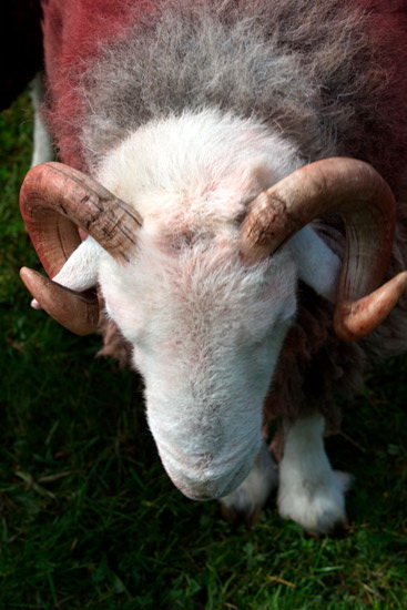 Satterthwaite Valley Lake district Sheep