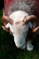 Herdy Art, Buckbarrow, Seaton, Lake District, The Nab, Herdwick Wall Art, Torver, Colthouse, Lakeland Herdy Artworks, Dow Crag, Ennerdale Bridge, Herdy Sheep Artist, Spark Bridge, Caw Fell, Grike, Cotehill, Middle Fell, Scoat Fell, Herdwick Sheep Prints, Herdwick Sheep Oil Pastels, Hayton (Brampton), Ill Bell, Herdy Ewe, Herdies, Red Pike (Wasdale), Herdwick Sheep Acrylic Paintings, Rottington, High Stile, Brampton (Carlisle), Martindale, Melmerby,  Lake District, Cumbria.