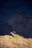 Esk Pike, Casterton, Herdy Ewe, Lakeland Sheep, Pavey Ark, Bonscale Pike, Herdwick Sheep Prints, Stone Arthur, Melmerby, Kirkby Stephen, Sale Fell, Herdwick Wall Art, Bowfell, Eel Crag (Crag Hill), Bewcastle, Mixed-Media Herdy Art, Lakeland Herdy Artworks, Herdy Art, Mardale Ill Bell, Saint Sunday Crag, Grey Friar, Herdwick, Great Calva, Newton Arlosh, Martindale, Herdwick Sheep Oil Painting, Herdy, Middle Fell, Dendron, Herdies,  Lake District, Cumbria.