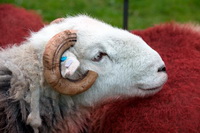 Great Musgrave, Herdies, Herdwick, Vickerstown, Broughton, Skirwith, Swirl How, Helvellyn, Herdwick Sheep Oil Pastels, Heversham, Gowbarrow Fell, Broom Fell, Caw Fell, Saint Sunday Crag, Knott, Ill Bell, Herdwick Wall Art, Herdwick Sheep Prints, Rowrah, Herdwick Sheep Art Studio, Dalton-in-Furness, Kendal, Rottington, Herdy Art, Grayrigg,  Lake District, Cumbria.