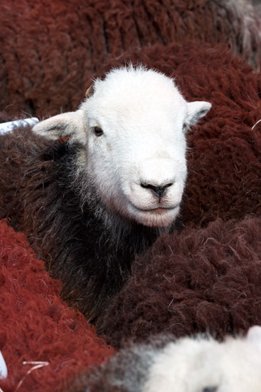 Broughton Beck Herdwick Sheep - Lakeland Photos - Art Prints Broughton Beck Herdwick Sheep
