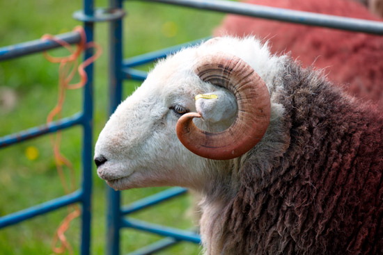 Cotehill Herdwick