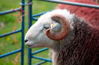 Firbank Fell, Herdwick Sheep Oil Painting, Moresby, Near Sawrey, Herdwick Sheep Sketch, Ravenstonedale, Herdies, Haycock, Cold Pike, Great Ormside, Hayton (Aspatria), Swirl How, Place Fell, Sale Fell, Mixed-Media Herdy Art, Glassonby, Haystacks, Cumrew, Steeple, Herdy Sketches, Herdy Art, Hen Comb, Herdwick Sheep, Bleaberry Fell, Herdwick Sheep Oil Painting, Farlam, Herdy Ewe, Herdwick Drawings, The Nab, Applethwaite,  Lake District, Cumbria.