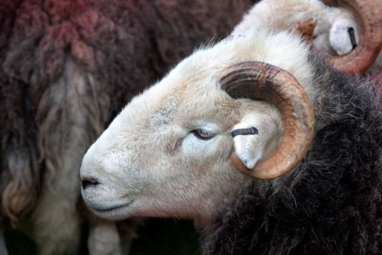 Coniston Old Man Lake district Sheep