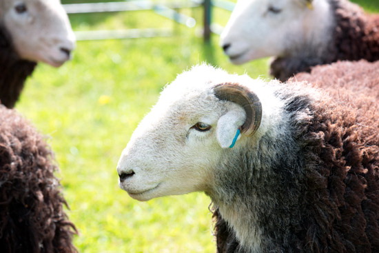 Irthington Lake district Sheep