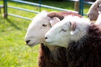 Herdy Sketches, Herdy Ewe, Grike, Crinkle Crags, Nethermost Pike, Dacre, Thunacar Knott, Chapel Stile, Esk Pike, Dent, Herdwick Sheep Acrylic Paintings, Seaton, Herdwick Sheep Art, Blackford, Endmoor, Carrock Fell, Herdwick Wall Art, Glenridding, Ard Crags, Herdwick, Steel Knotts, Mungrisdale, Herdy Wall Art, Herdwick Sheep, Herdwick Sheep Oil Painting, Herdwick, Cumdivock, Drybeck, Herdy,  Lake District, Cumbria.