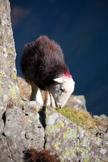 Winton Field Herdwick - Lakeland Photos - Art Prints Winton Field Herdwick