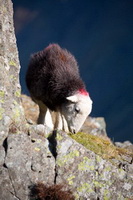 Grey Knotts, Patterdale, High Pike (Scandale), Herdwick Sketches, Beaumont, Herdwick Sheep Oil Painting, Mungrisdale Common, Herdwick Sheep Acrylic Painting, Windermere, Broom Fell, Hen Comb, Hopegill Head, Tebay, Herdwick Art, Great Dodd, St. Bees, Lakeland Sheep, Winster, Hindscarth, Herdwick Drawings, Coniston Old Man, Herdies, Herdwick Art Studio, Dalton-in-Furness,  Lake District, Cumbria.