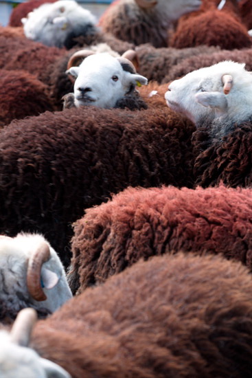 Lindale Field Herdwick