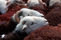 Herdy Art, White Side, Knock, Herdy Sketch, Birkhouse Moor, High Tove, Holker, Mixed-Media Herdy Art, Portinscale, Lakeland Herdy Artworks, Watendlath, Shipman Knotts, Latrigg, High Raise, Lonscale Fell, Beetham, Steel Fell, Killington, Wansfell, Herdwick Wall Art, Cockermouth, Herdy, Fairfield, Herdwick, Herdwick, Biggar, Herdwick Sheep Art, Helm Crag, Boot, Newton Arlosh, Hartley,  Lake District, Cumbria.