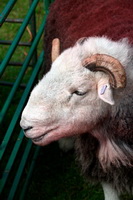 Sale Fell, Herdy, Ard Crags, Herdwick Artwork, Cartmel, Herdies, Lakeland Herdy Artworks, Durdar, Herdwick Wall Art, Outerside, Crosby-on-Eden, Herdwick Sheep Prints, Herdy Sketches, Lake District, Pavey Ark, Drybeck, Bootle, Low Pike, Brigsteer, Muncaster Fell, Herdwick Sheep Acrylic Paintings, Starling Dodd, Barf, Brigham, Herdwick, Hartsop above How, Aldingham, Herdwick Drawings, Killington, Herdy Sketch, Armathwaite,  Lake District, Cumbria.