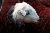 Herdwick Sheep Acrylic Paintings, Kentmere, Herdwick Wall Art, Herdwick Artwork, Herdy Sketches, Braithwaite, Lakeland Herdy Artworks, Loughrigg Fell, Gosforth, Rowrah, Herdwick Sheep Art, Burgh by Sands, Herdy Art, Maryport, Lowick, Dodd, Cold Pike, Mellbreak, Sour Howes, Far Sawrey, Swirl How, Herdwick, Arnside, Knott,  Lake District, Cumbria.