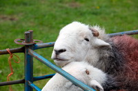 Great Crag, Vickerstown, Clifton, Herdwick Art Studio, Piel Island, Allonby, Herdies, Crosby Ravensworth, Bolton, Durdar, Harrison Stickle, Newbiggin (Brampton), Herdwick Sheep Oil Painting, Herdwick Sketches, Middle Fell, Whin Rigg, Ill Bell, Mellbreak, Ings, Herdwick Ewe, Lakeland Sheep, Bannerdale Crags, Mixed-Media Herdwick Art, Herdwick Art, Steel Knotts, Heversham, Rannerdale Knotts,  Lake District, Cumbria.