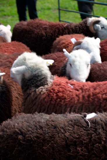 Grey Knotts Field Herdwick