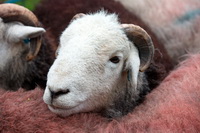 Dove Crag, Herdwick Sheep Oil Painting, Ullock Pike, Herdwick, High Crag, Brown Pike, High Bankhill, Herdies, Witherslack, Crook, Herdy Art, Herdwick Sheep Prints, Herdy Wall Art, Brockleymoor, Burnbanks, Port Carlisle, Little Strickland, Helvellyn, Starling Dodd, Crag Fell, Brandreth, Wetherlam, Mixed-Media Herdy Art, Herdy Sketches, Herdwick Sheep Art, Thurstonfield, Great Gable, Meal Bank,  Lake District, Cumbria.