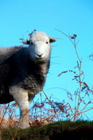 Herdwick Sheep, Ullock Pike, Sandwith, Hale, Haverigg, Herdwick Sheep Art Studio, Blawith, Wandope, Herdwick, Milburn, Armathwaite, Herdwick Sheep Oil Painting, Lakeland Herdy Artworks, Hethersgill, Catterlen, Little Hart Crag, Pavey Ark, Boustead Hill, Crooklands, Blencathra, Newby Bridge, Herdwick Sheep Prints, Place Fell, Lakeland Sheep, Herdwick Drawings, Herdy Sketch, Castle Crag, Herdwick Wall Art, Blencogo,  Lake District, Cumbria.