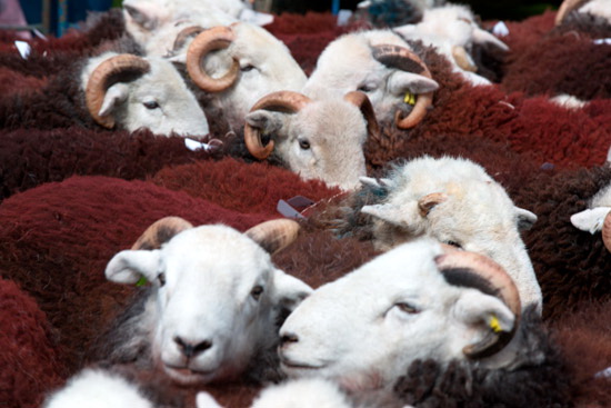 Cockermouth Farm Lake district Sheep