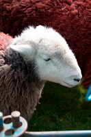 Esk Pike, Eaglesfield, Ravenstonedale, Hincaster, Herdwick, Shipman Knotts, Harrison Stickle, Selside Pike, Broughton Beck, Herdy Art, Herdy Sketch, Herdy Sketches, Herdy, Blencarn, Carlisle, Allithwaite, Herdwick Wall Art, Herdies, Yewbarrow, Herdwick Sheep Art Studio, High Rigg, Herdy Ewe, Grey Friar, Thornthwaite Crag, Pike of Blisco, Herdwick Sheep Art, Temple Sowerby, Binsey, Eskdale Green,  Lake District, Cumbria.