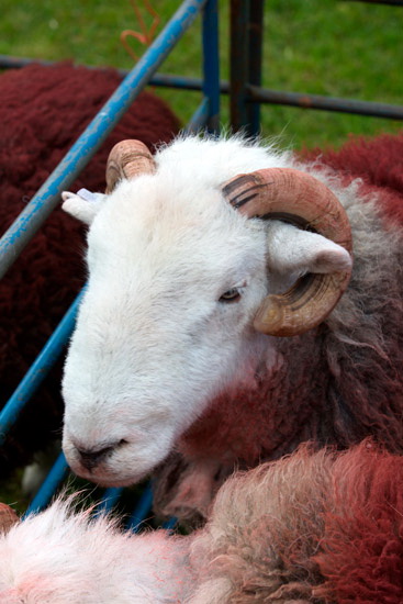 Hayton (Brampton) Farm Herdwick Sheep - Lakeland Photos - Art Prints Hayton (Brampton) Farm Herdwick Sheep